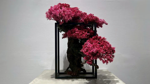 日本干景盆景艺术 - 樱花(L尺寸)