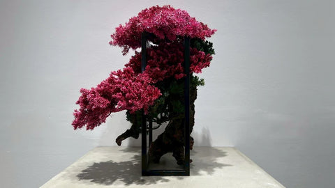 日本干景盆景艺术 - 樱花(L尺寸)