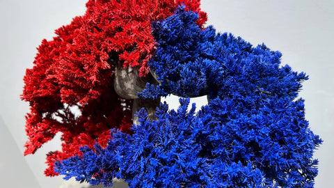 日本干景盆景艺术 - 蓝红(M尺寸)