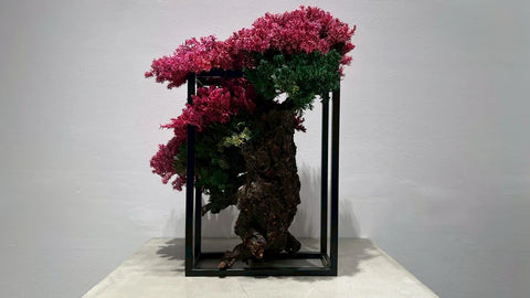 日本干景盆景艺术 - 樱花（L尺寸）