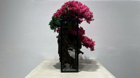 日本干景盆景艺术 - 樱花（L尺寸）