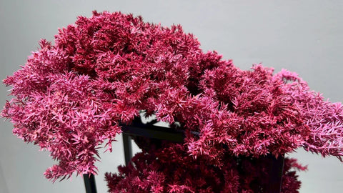 日本干景盆景艺术 - 樱花（L尺寸）