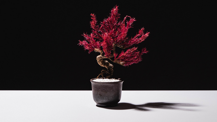 【桜影】Japanese Bonsai Art