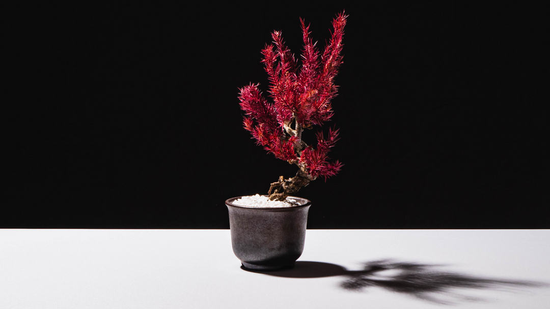 【桜影】Japanese Bonsai Art