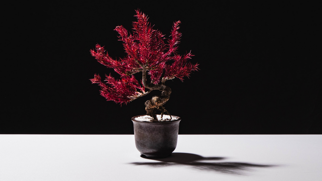 【桜影】Japanese Bonsai Art