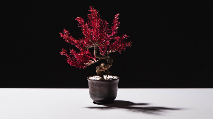 【桜影】Japanese Bonsai Art
