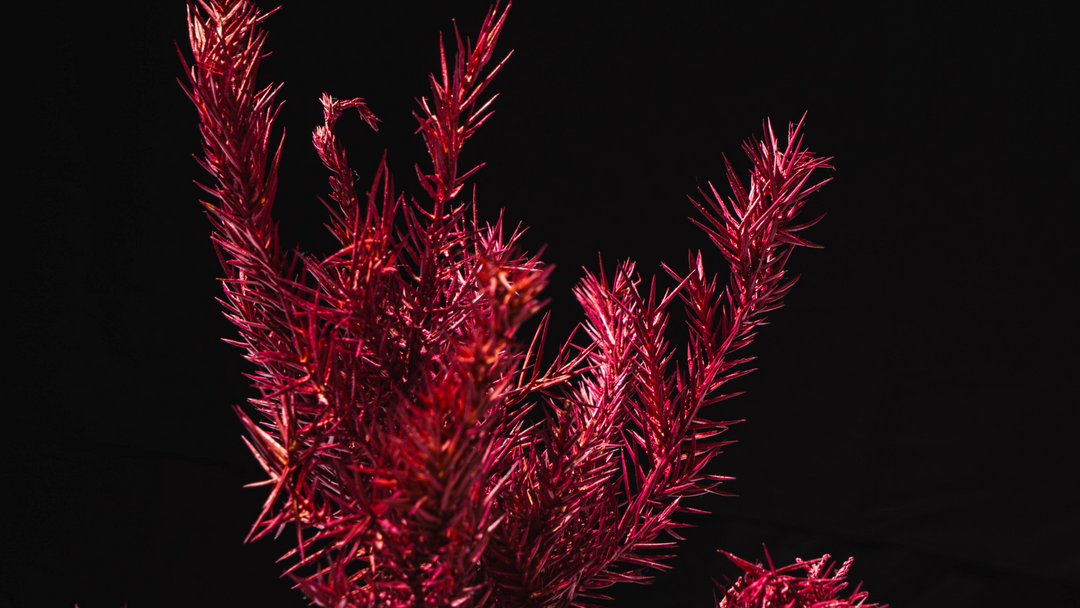 【桜影】Japanese Bonsai Art