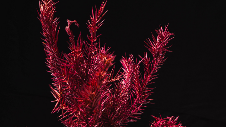 【桜影】Japanese Bonsai Art