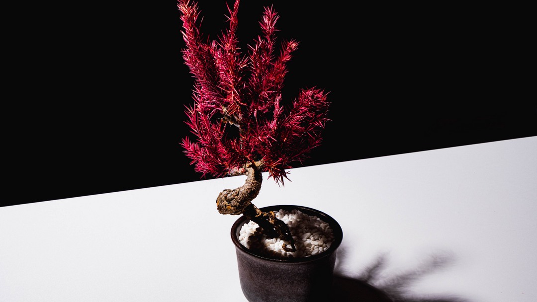 【桜影】Japanese Bonsai Art