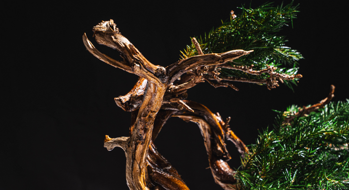 【時見草】Japanese Bonsai Art  – Supreme×Nike Air Force1（白）