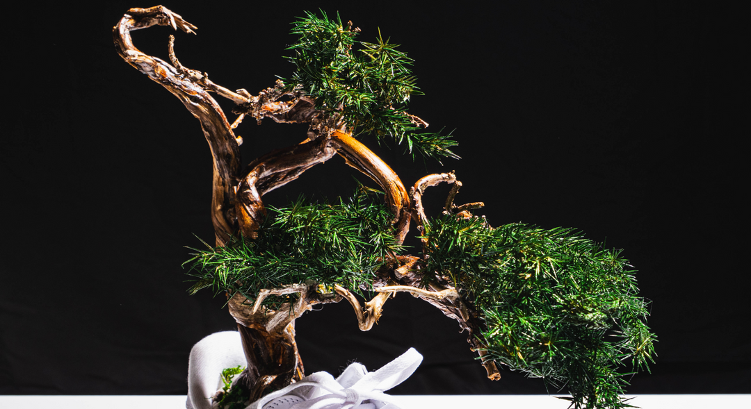 【時見草】Japanese Bonsai Art  – Supreme×Nike Air Force1（白）