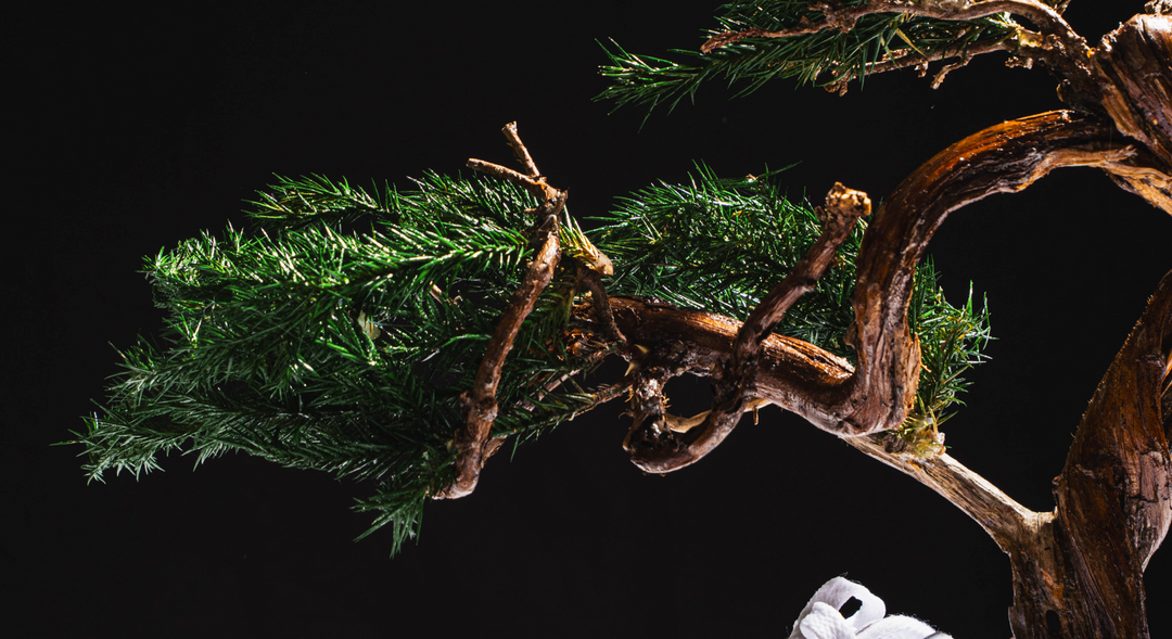 【時見草】Japanese Bonsai Art  – Supreme×Nike Air Force1（白）