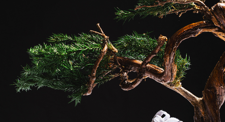 【時見草】Japanese Bonsai Art  – Supreme×Nike Air Force1（白）