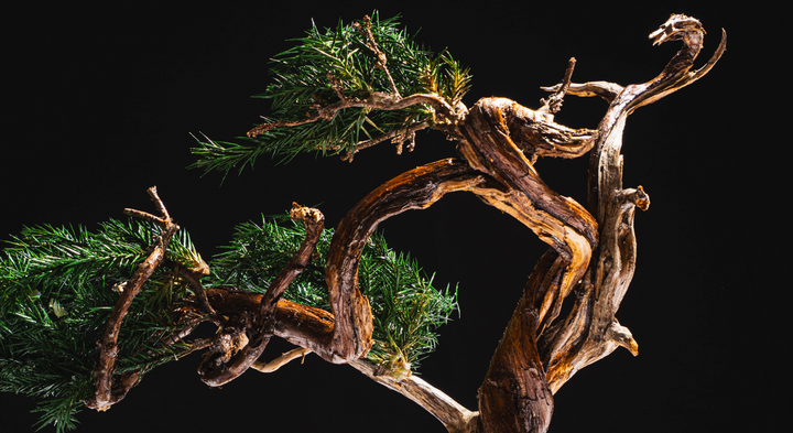 【時見草】Japanese Bonsai Art  – Supreme×Nike Air Force1（白）