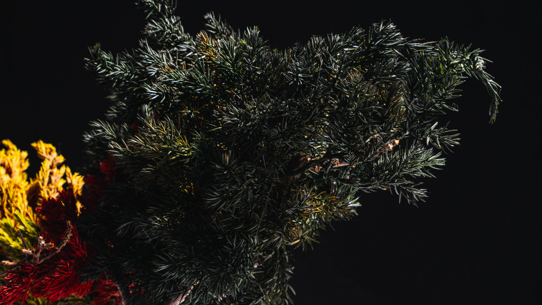 فن البونساي الياباني الجاف من اليابان  – جمجمة حمراء (مقاس M)