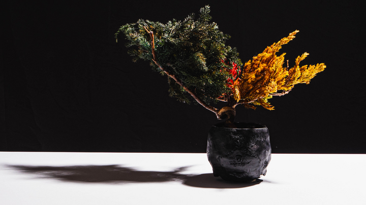 فن البونساي الياباني الجاف من اليابان  – جمجمة حمراء (مقاس M)