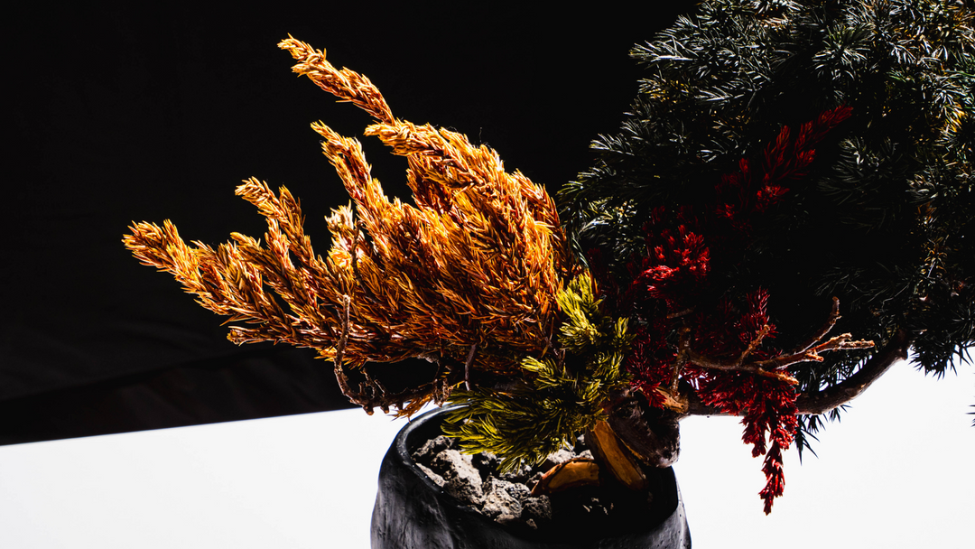 فن البونساي الياباني الجاف من اليابان  – جمجمة حمراء (مقاس M)