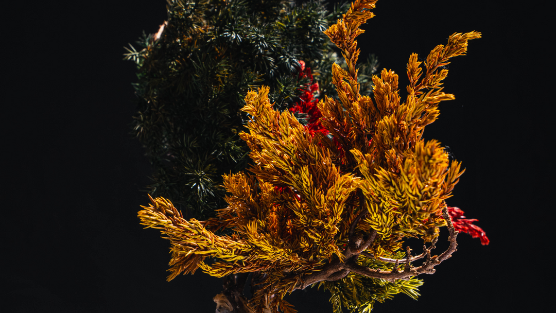 فن البونساي الياباني الجاف من اليابان  – جمجمة حمراء (مقاس M)