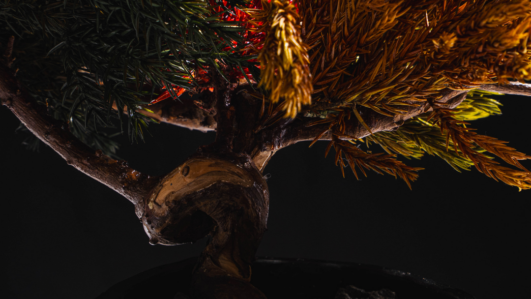 فن البونساي الياباني الجاف من اليابان  – جمجمة حمراء (مقاس M)