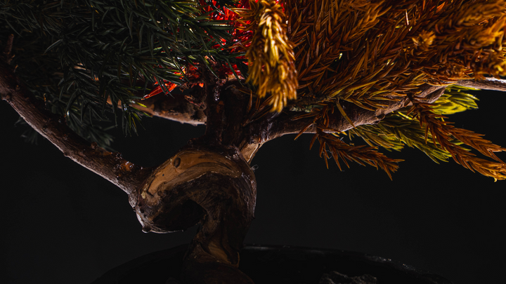 فن البونساي الياباني الجاف من اليابان  – جمجمة حمراء (مقاس M)