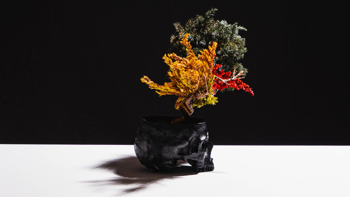 فن البونساي الياباني الجاف من اليابان  – جمجمة حمراء (مقاس M)