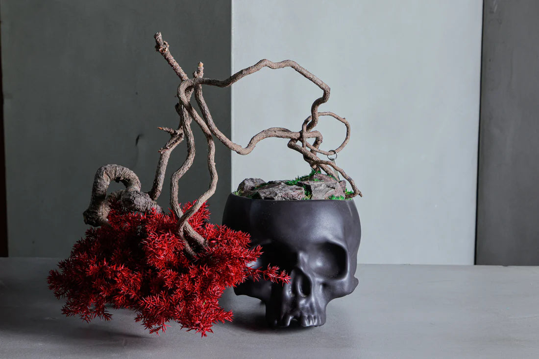 Dry Bonsai Art From Japan  – Skull Red Black (M Size)