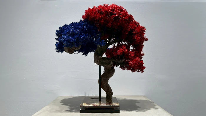 Dry Bonsai Art From Japan  – Blue Red (M Size)
