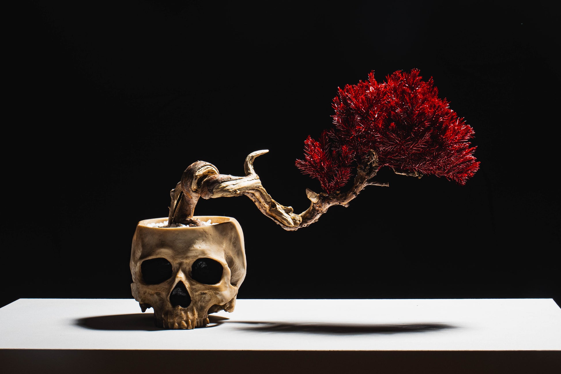 Japanese Dry Bonsai Art From Japan  – Skull Red (M Size)