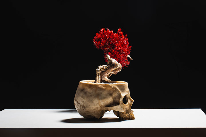 Japanese Dry Bonsai Art From Japan  – Skull Red (M Size)