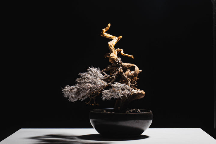 Japanese Dry Bonsai Art From Japan  – White (L Size)