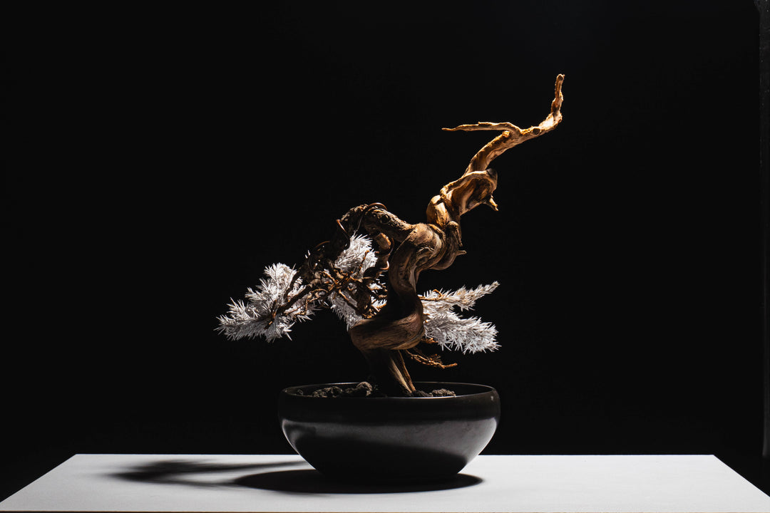 Japanese Dry Bonsai Art From Japan  – White (L Size)