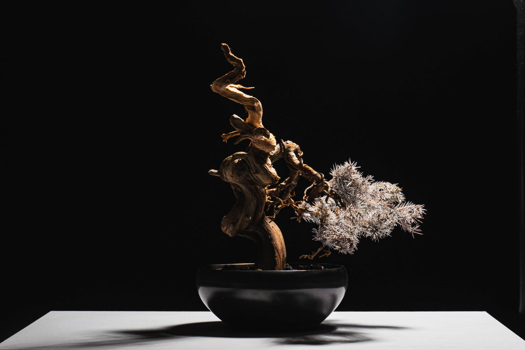 Japanese Dry Bonsai Art From Japan  – White (L Size)